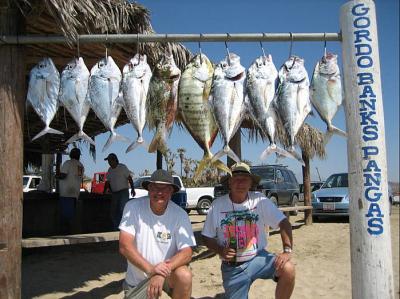 African Pompano, golden jack, barred pargo